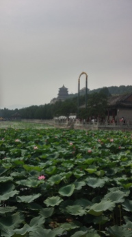I took so many pictures of lotuses at the Summer Palace, it's ridiculous!